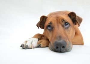 An image of a brown dog laying on the floor looking up