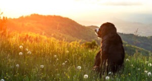 An image showing a dog sitting in a field