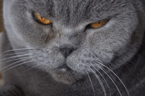 An image showing a grey cat with brown eyes