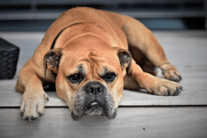 An image showing a brown dog laying on a top step outside a house