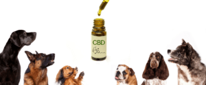 An image showing multiple dogs looking at a bottle of CBD oil