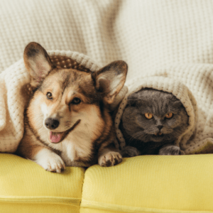 An image showing a Corgi and a grey cat underneath a white blanket