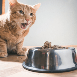 A image of an orange cat sitting in front of a bowl of food