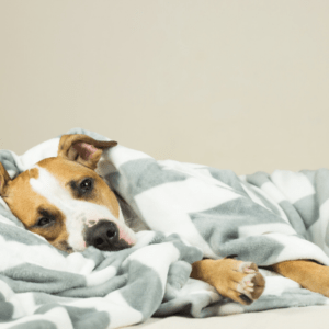 An image of a brown and white dog underneath a grey and white blanket
