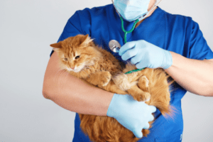 An image of a fluffy orange cat being treated by a vet