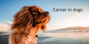 Image of a brown dog by the seaside with the caption "cancer in dogs"