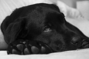 Image of a sick dog
