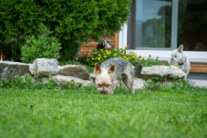 An image showing two dogs in their garden