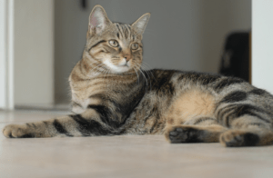 An image showing a tabby cat laying on the floor