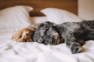 An image of two older dogs laying on a bed and sleeping