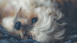 An image showing the close up of a Yorkshire Terrier's face