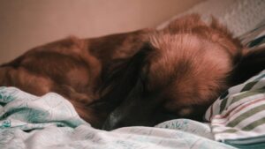 An image of a brown dog, curled up and sleeping