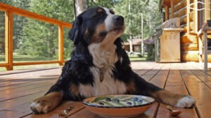 An image showing a dog laying on the floor in front of a food bowl