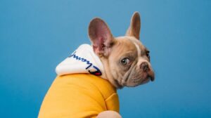An image showing a French Bulldog, wearing a yellow jumper