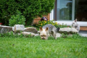 An image showing two dogs in their garden