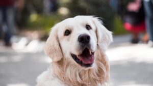 An image showing the close up of a Golden Retriever's face