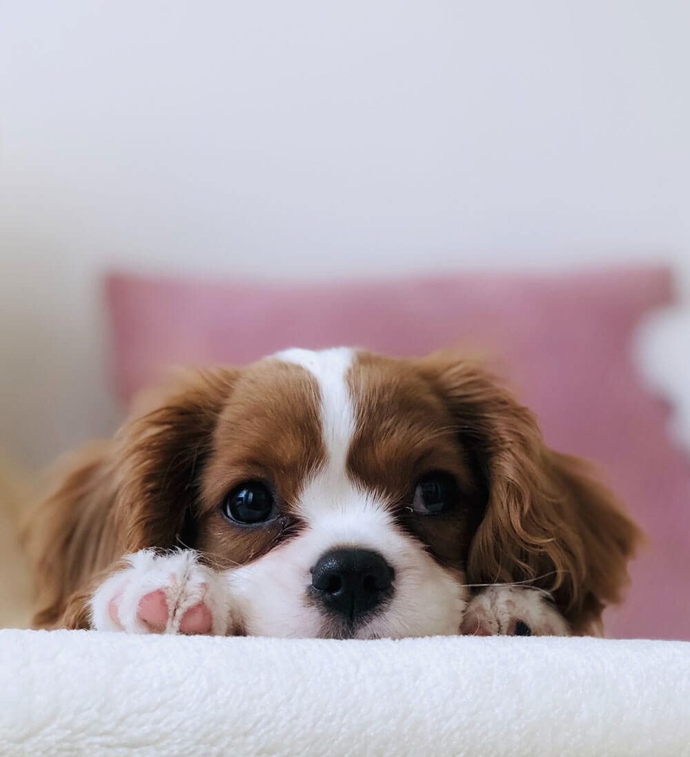An image showing a puppy laying down with it's head in its paws