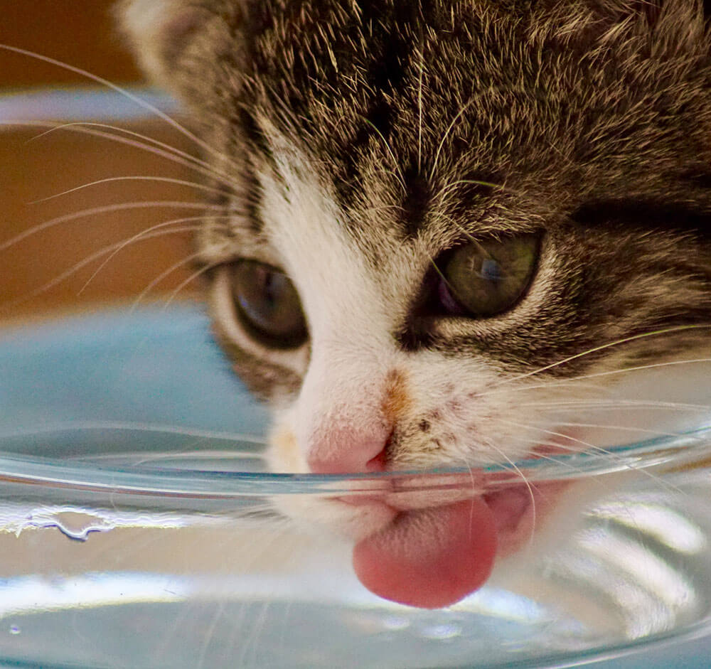An image showing a cat drinking from a bowl of water