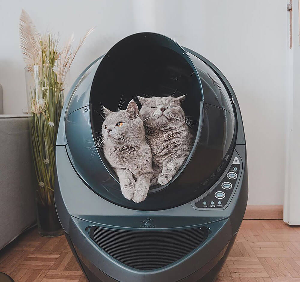 An image showing two grey cats sitting in an automatic cat toilet