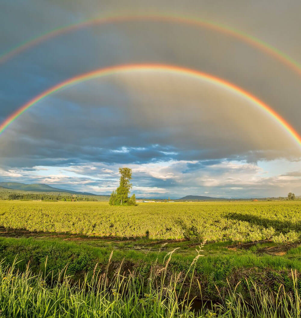 An image showing a double rainbow across a tree and a field