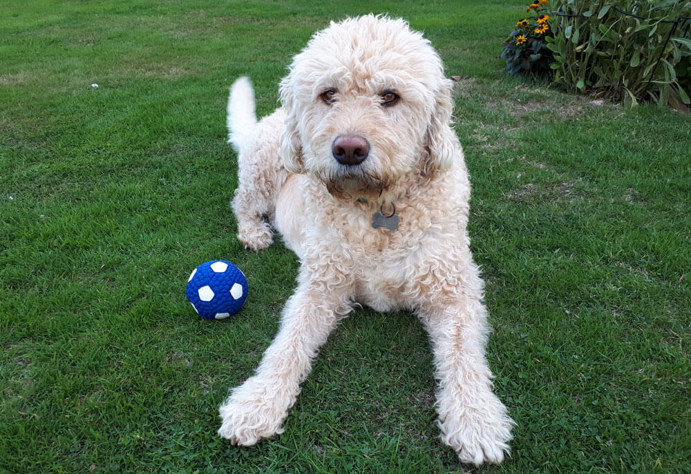 An image showing Barney, a dog who was sent over the rainbow by a pets at home vet