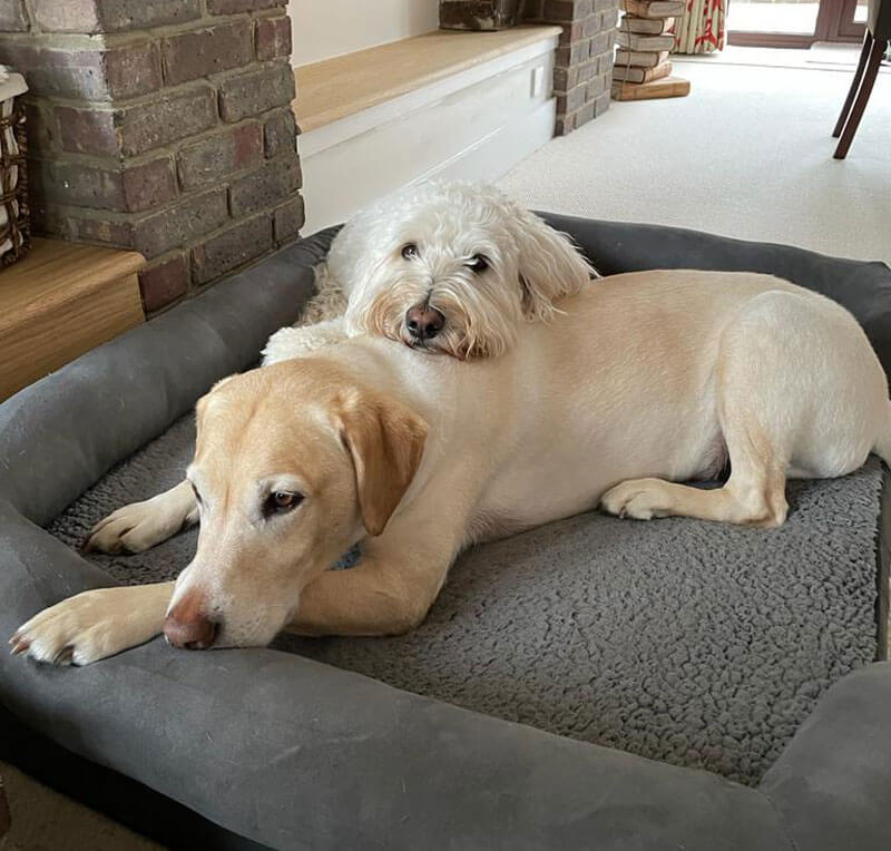 An image showing Bengie, a dog who was peacefully euthanised by a pets at home vet