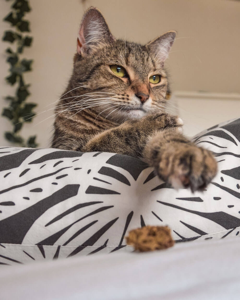 An image showing a tabby cat chilling in their home