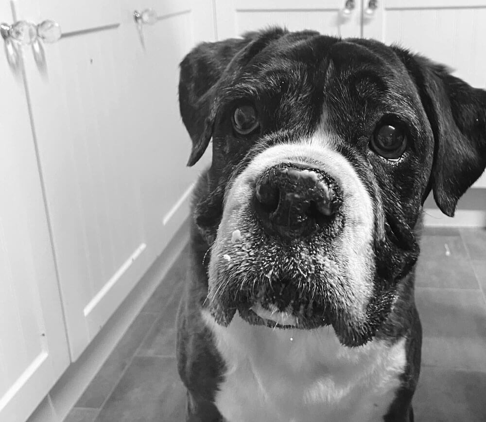 An image showing Daisy, a dog who was peacefully euthanised
