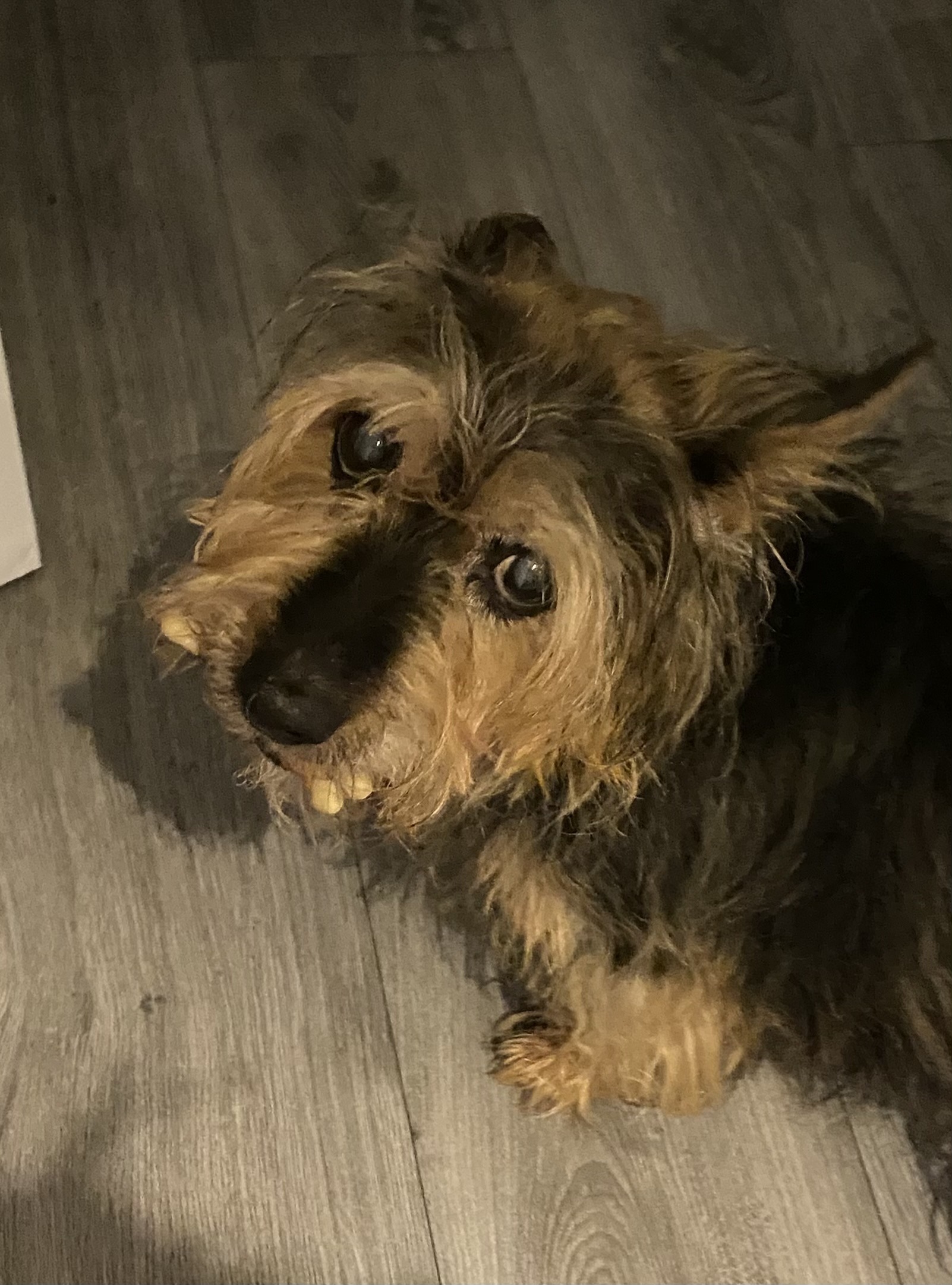 An image showing Disney, a dog euthanised at home
