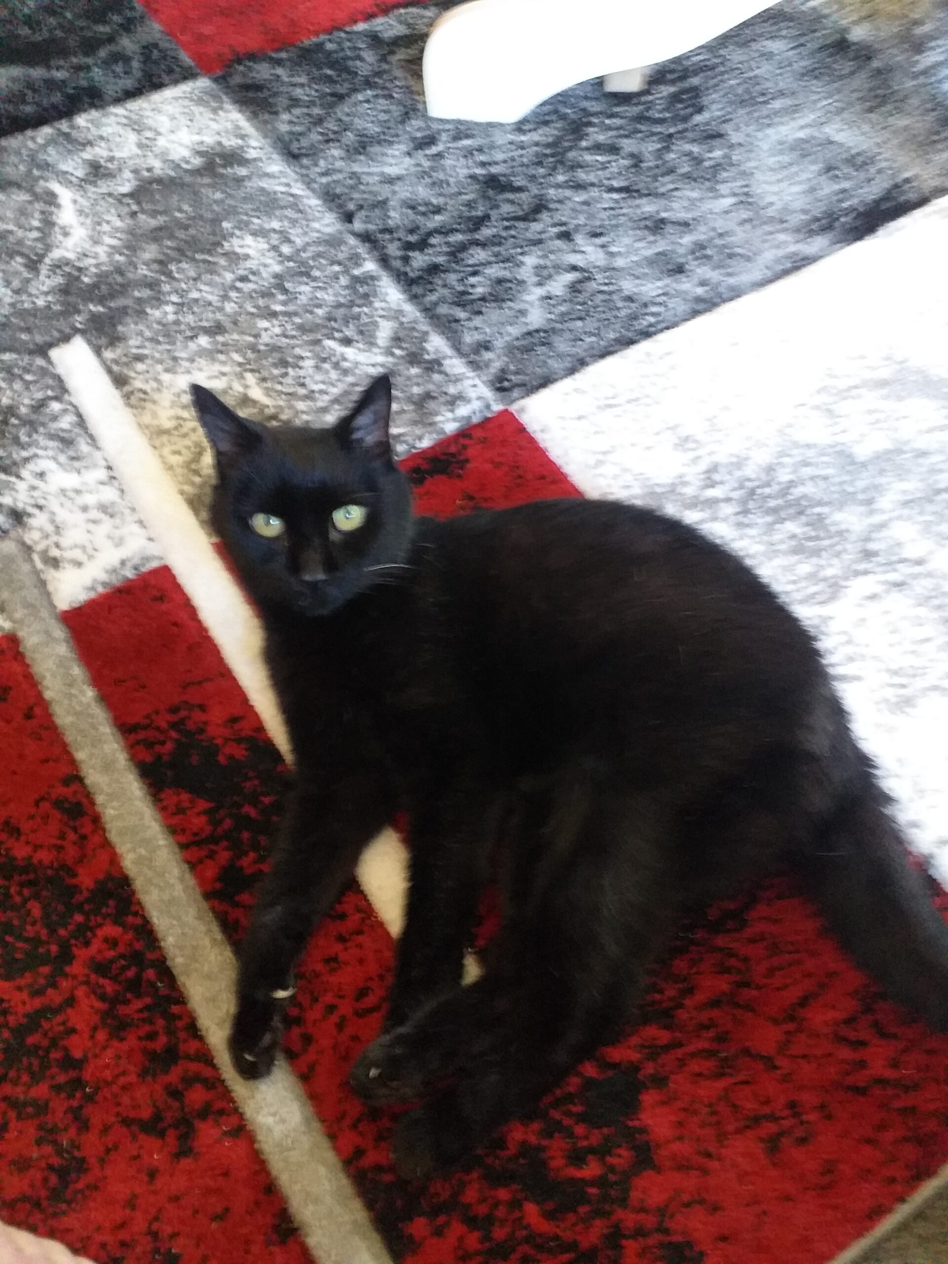 An image showing Lacey, a cat peacefully euthanised by vets at home