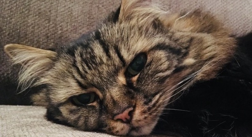 An image showing Mia, a cat that was peacefully euthanised by pets at home vets