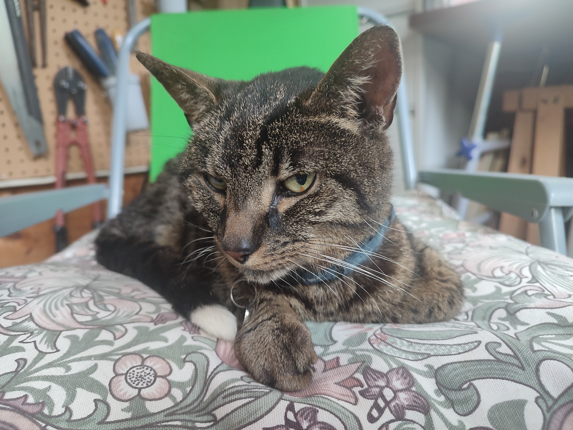 An image showing Nemo, a tabby cat who was put to sleep by vets at home