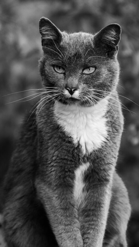 An image showing a grey and white cat