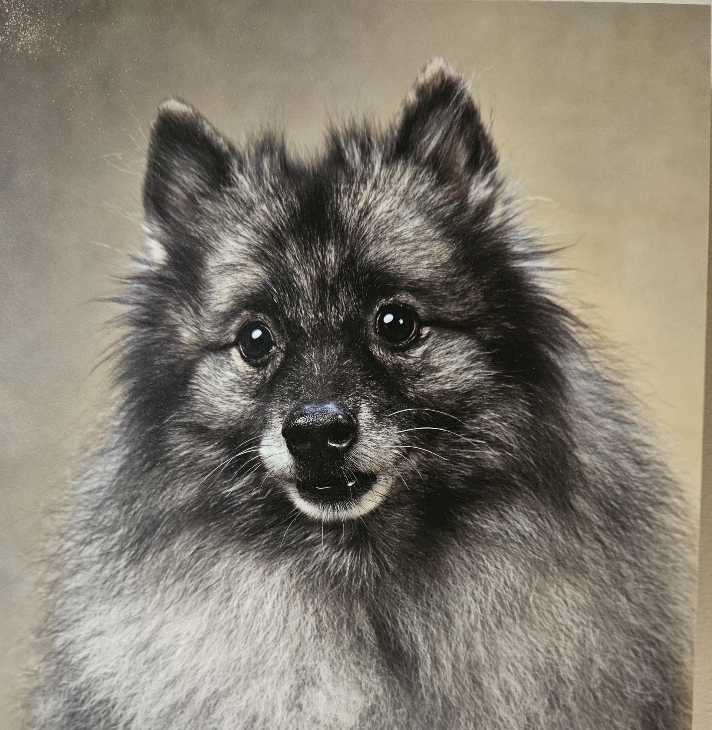 An image showing Kiri, a dog who was euthanised at home by Vets2Home