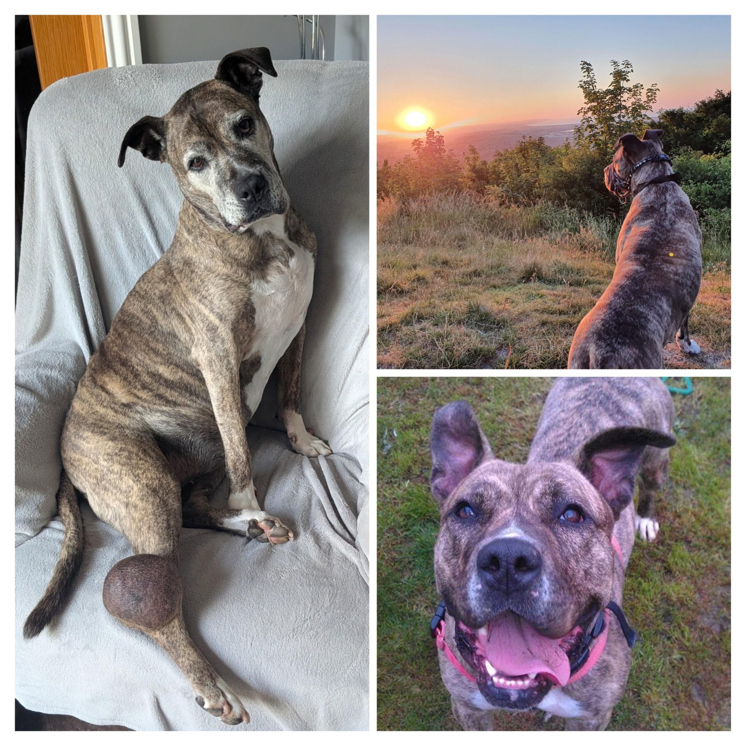 An image showing a collage of photos of Chloe, a dog who was peacefully put to sleep