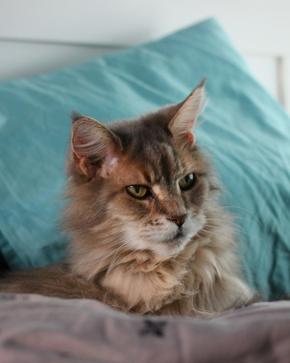 An image showing a fluffy cat sitting comfortably sitting on some cushions