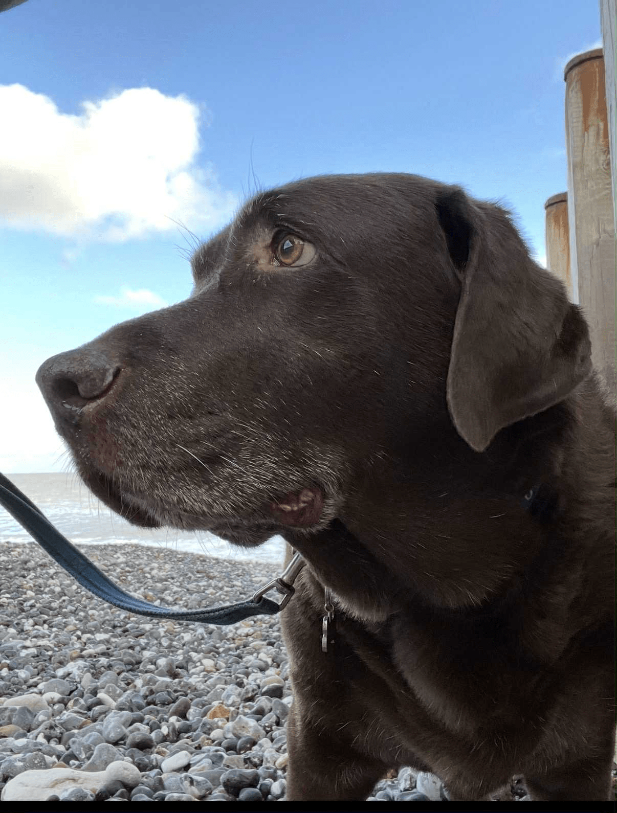 An image of Alfie, a Labrador who was peacefully euthanised