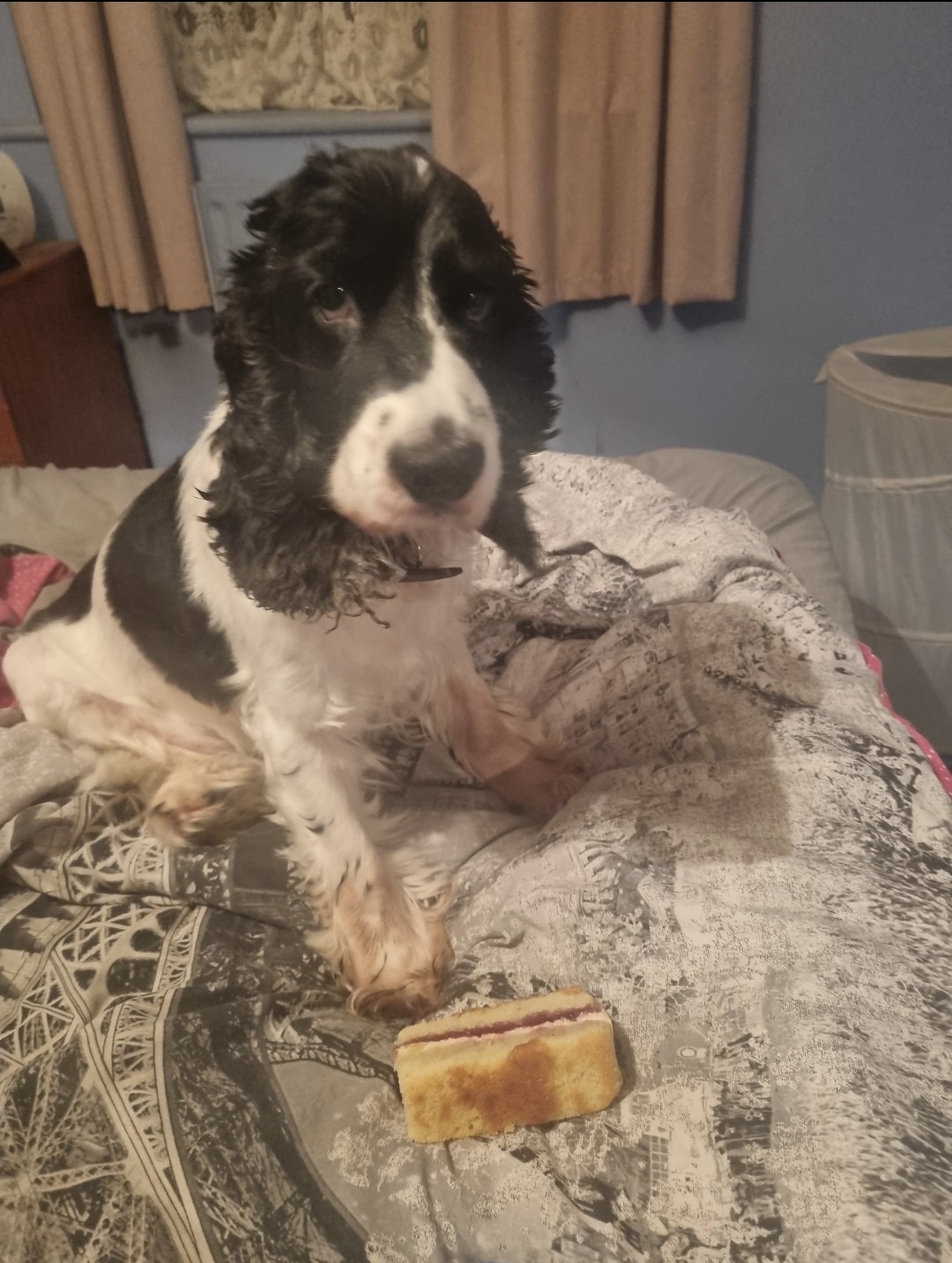 An image showing Arnie, a lovely dog who was peacefully put to sleep by Vets2Home