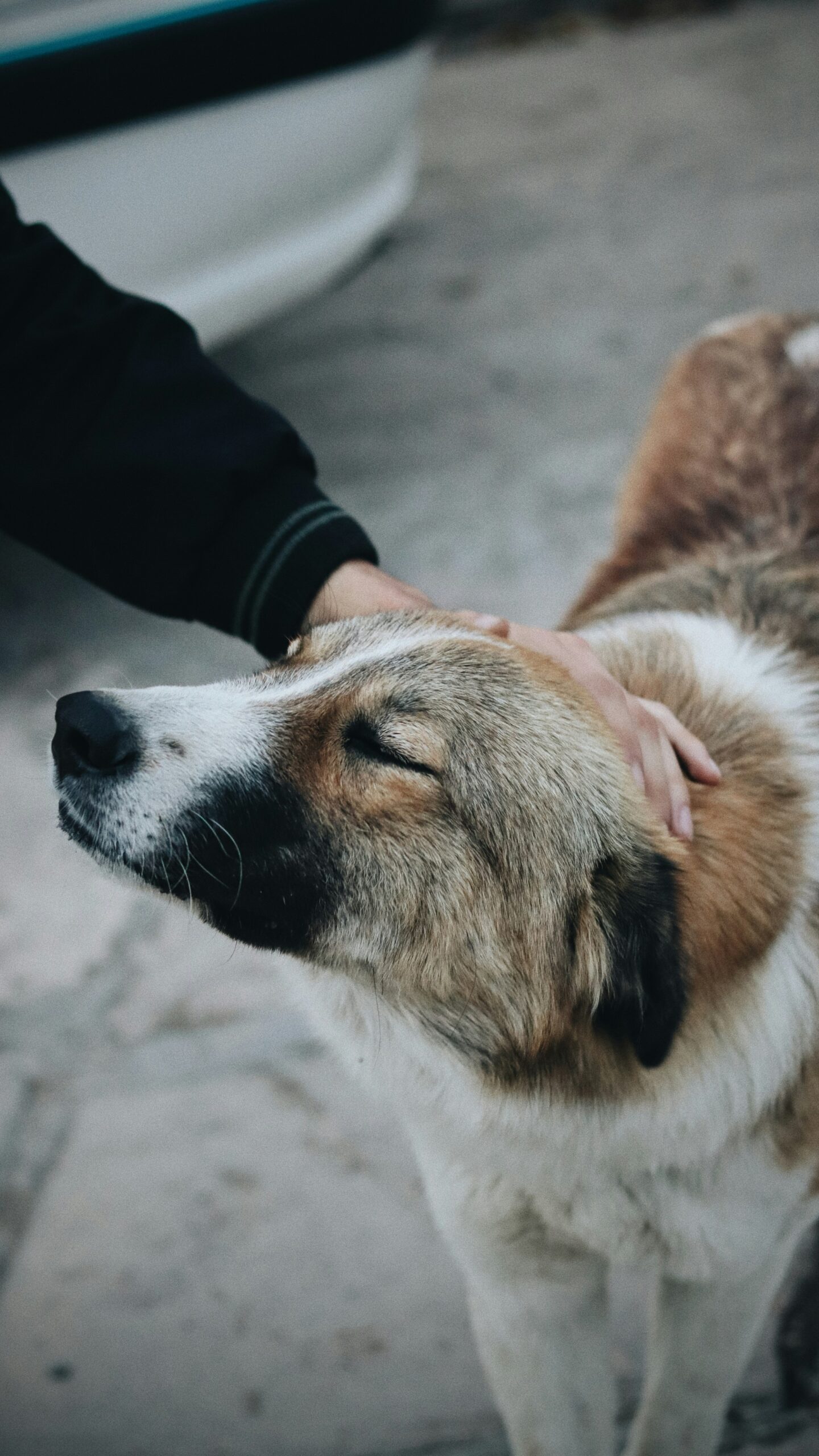 An image showing a close up of a person petting a dog