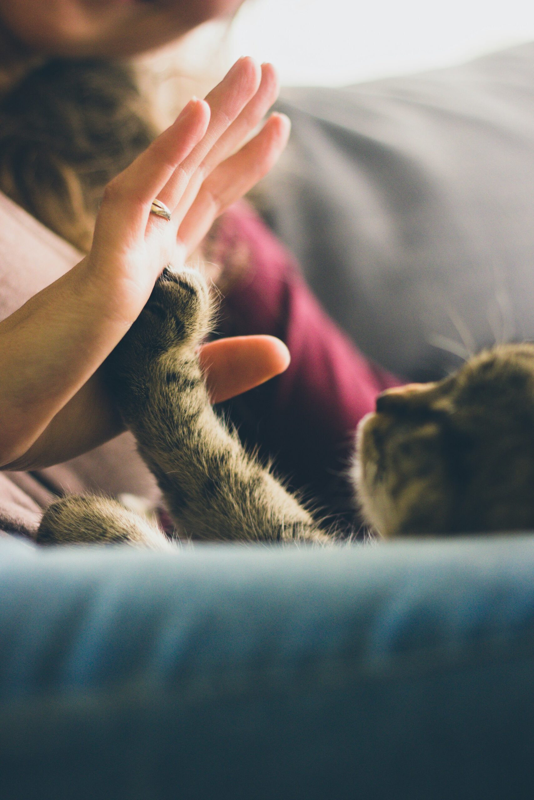An image showing a tabby cat touching the palm of a peron's hand