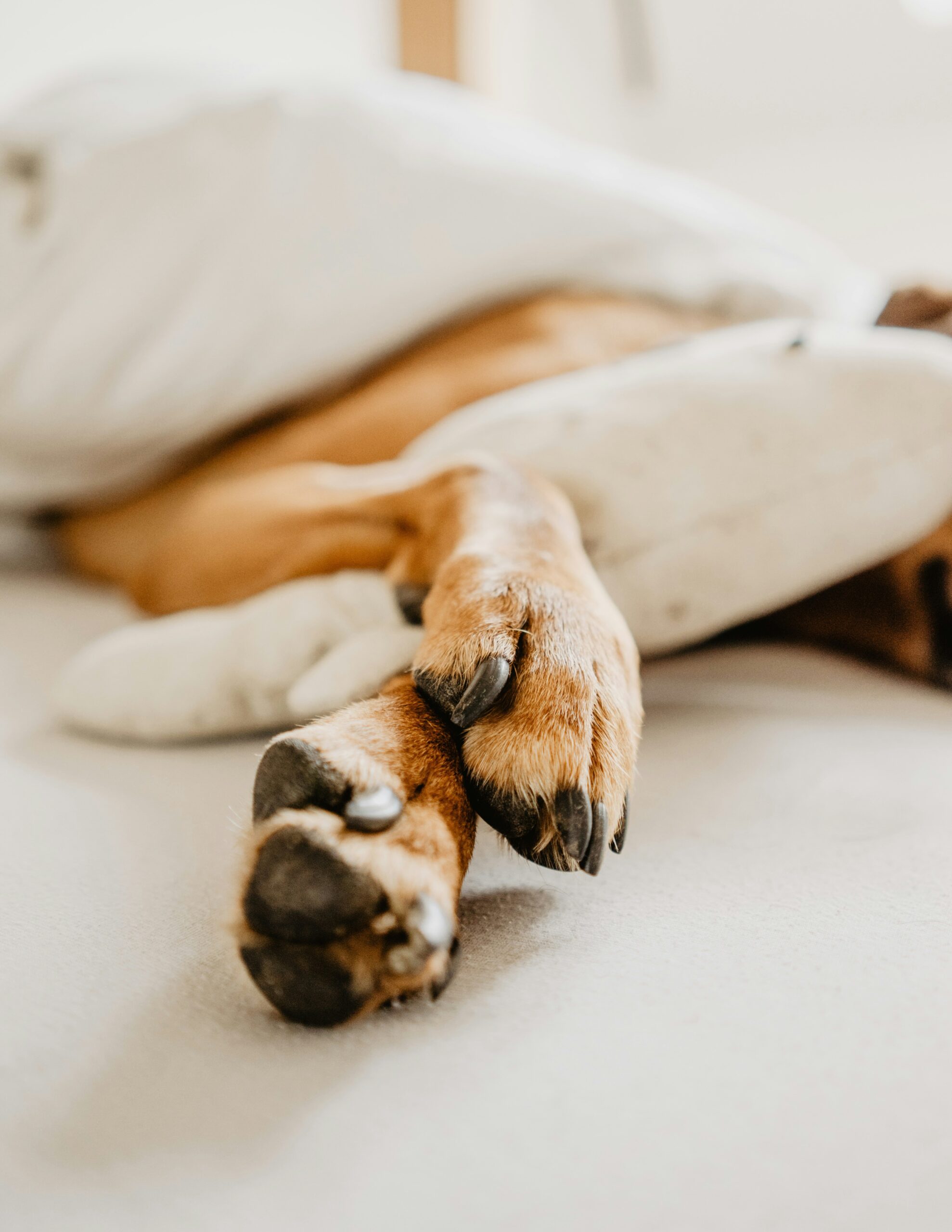 An image showing dog's paws cosy underneath a blanket